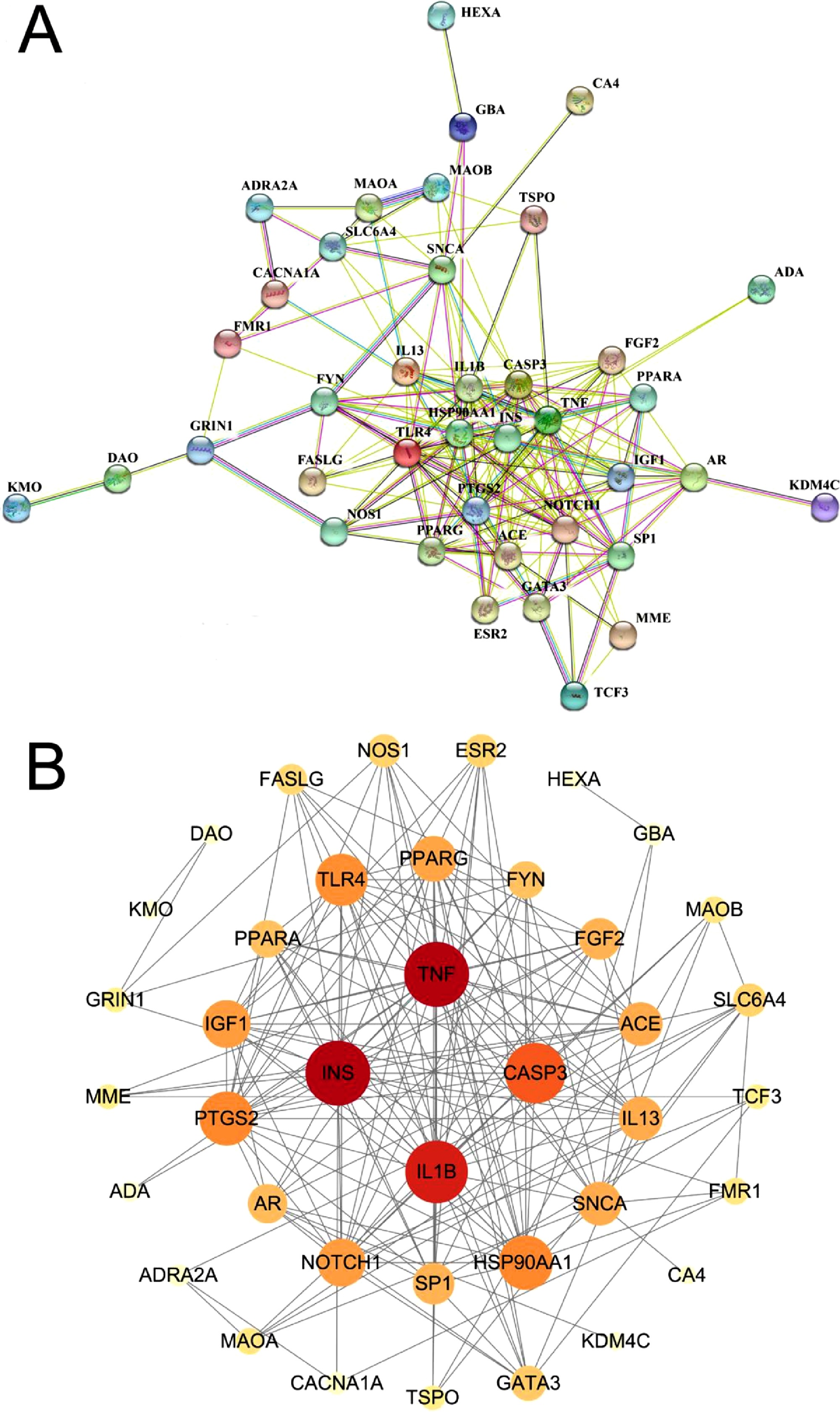 PPI network analysis of potential targets of trans-UCA involved in spatial memory. (A) PPI network based on STRING database showed 39 potential targets. (B) PPI network based on Cytoscape 3.7.2 software showed 39 potential targets. PPI network analysis of potential targets of trans-UCA involved in spatial memory. (A) PPI network based on STRING database showed 39 potential targets. (B) PPI network based on Cytoscape 3.7.2 software showed 39 potential targets.