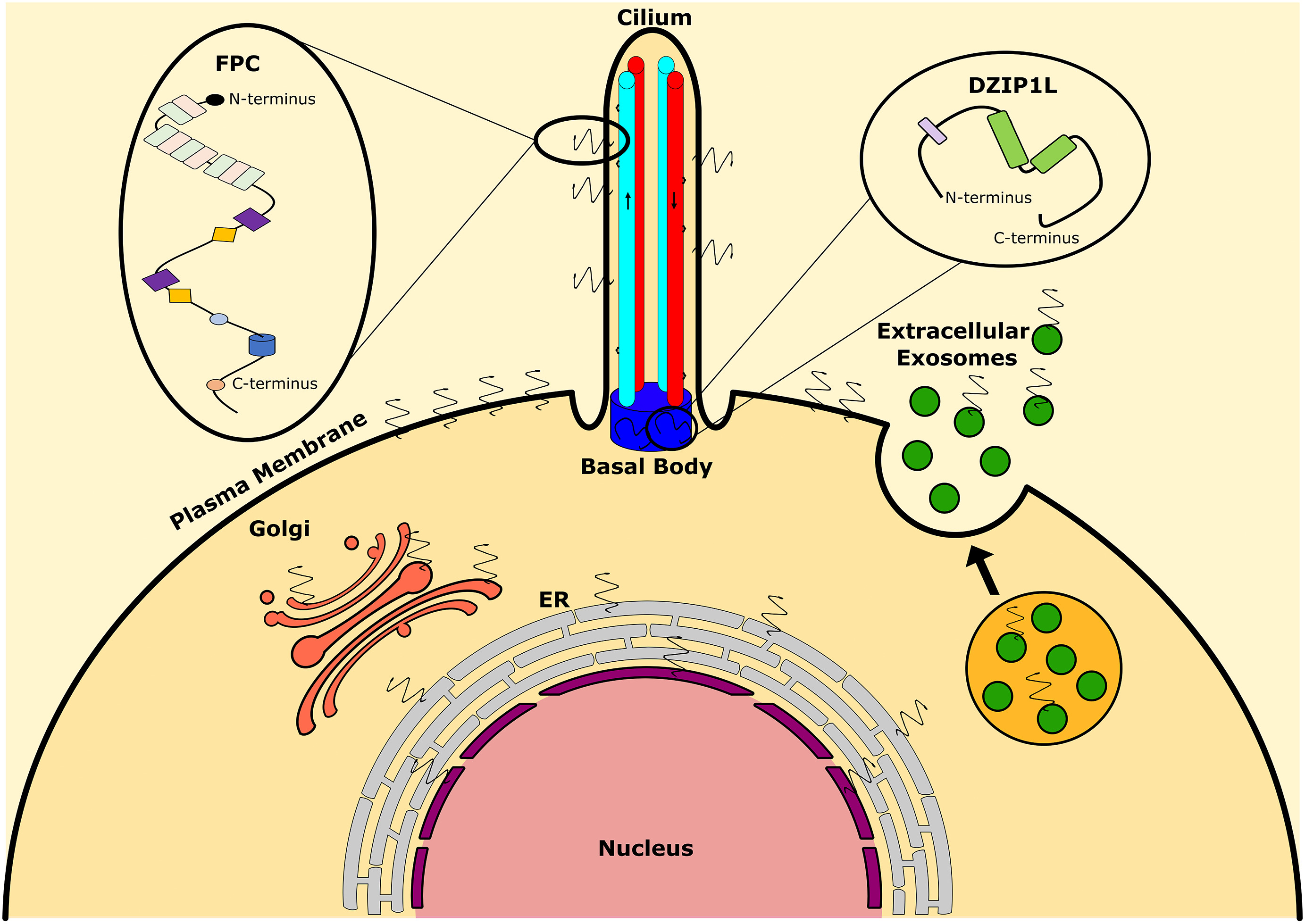  A schematic diagram of the protein structure of Fibrocystin (FPC) and DZIP1L