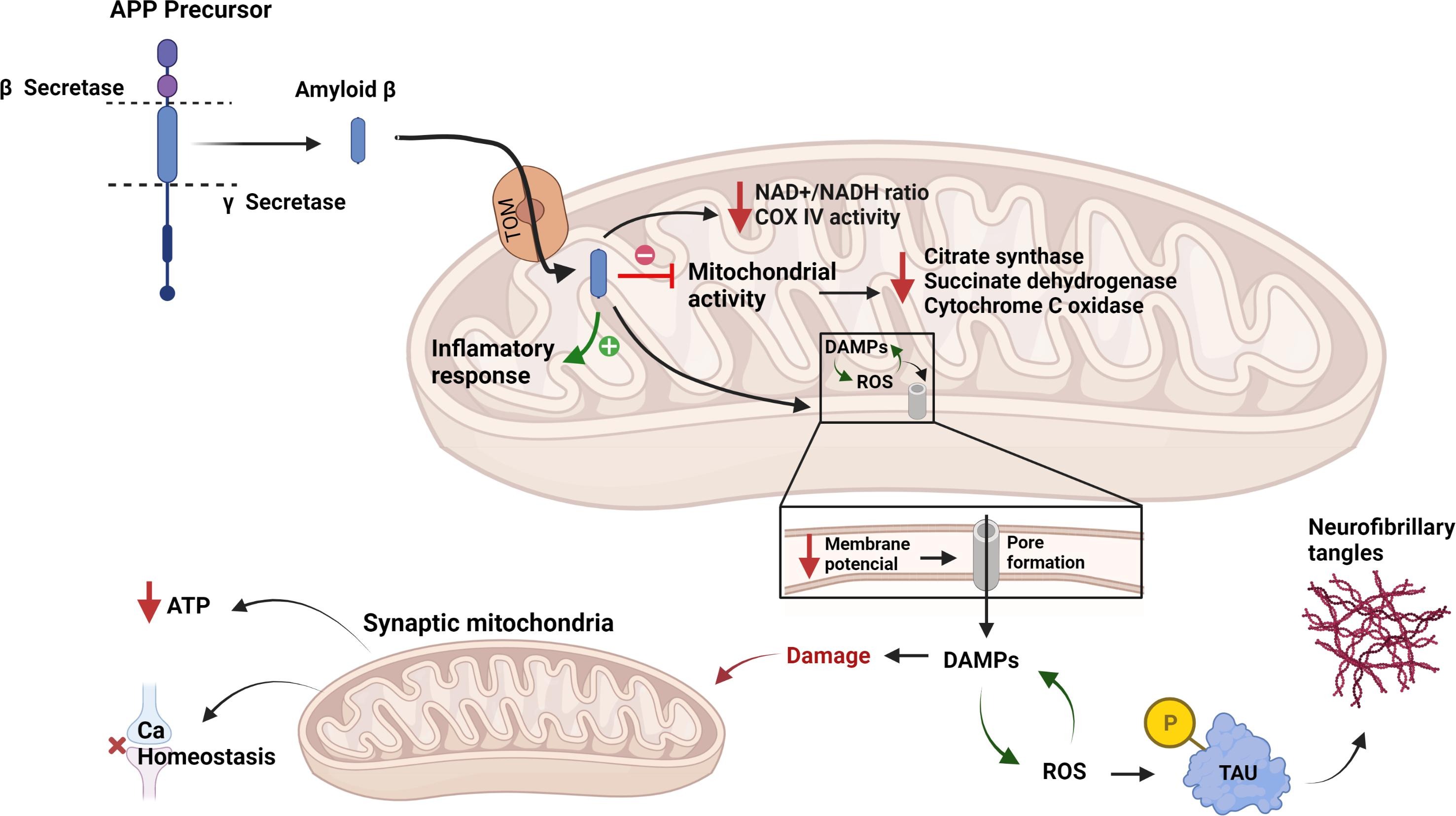 Alzheimer’s Disease, the dark side of the mitochondria. Alzheimer’s Disease, the dark side of the mitochondria.