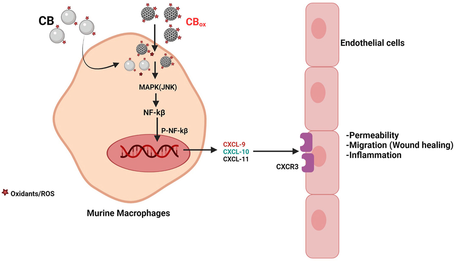 Graphical abstract of article Graphical abstract of article