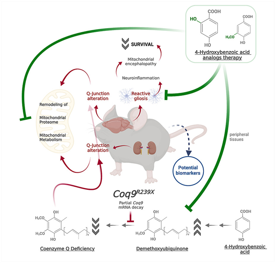 Graphical abstract