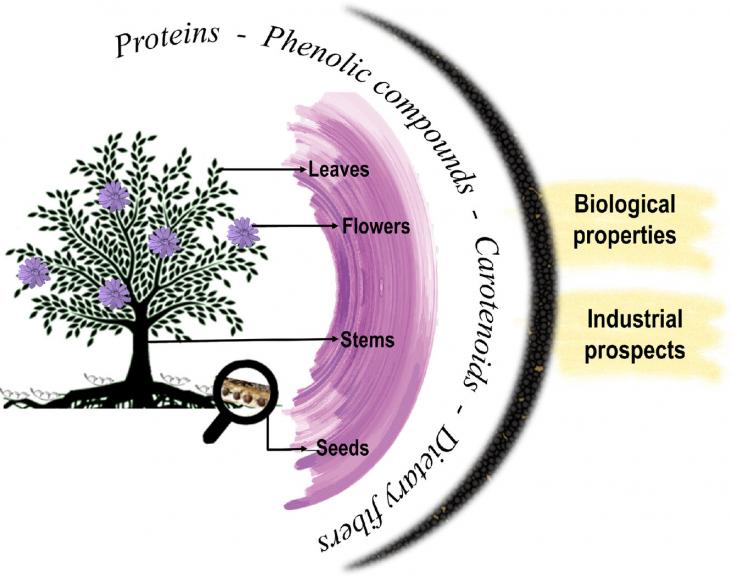 Graphical abstract of article