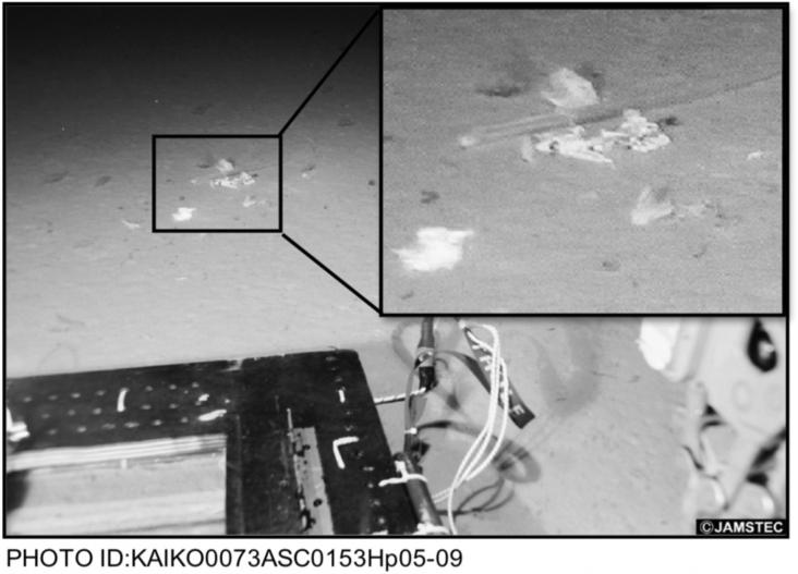 Plastic debris detected on the sea bottom at the Mariana Trench (10,898 m, 11°21′N, 142°12′E) observed by ROV KAIKO on May 20th, 1998. The photo was downloaded from the JAMSTEC Deep-sea Debris Database (http://www.godac.jamstec.go.jp/dsdebris/e/).