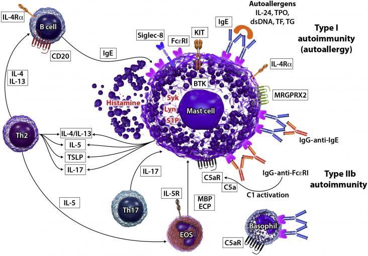 Mast cells are activated by IgE autoantibodies to autoallergens (type I autoallergy) or IgG-anti-IgE/IgG-anti-FcεRI autoantibodies (type IIb autoimmunity).