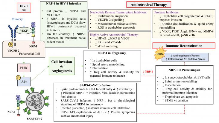 Neuropilin-1 in PE, HIV-1 and SARS-CoV-2 infection.