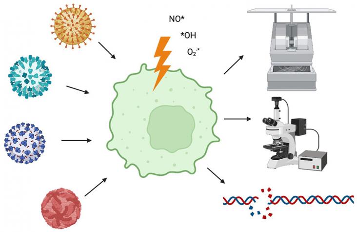 Graphical abstract