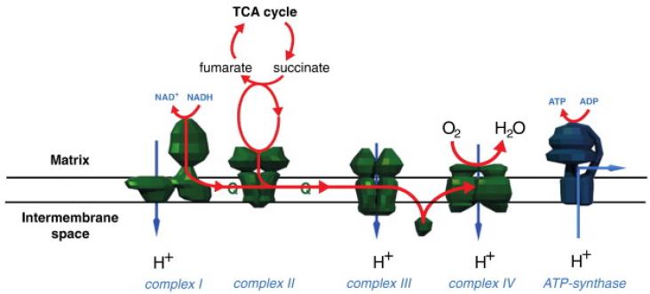 The complexes of the mitochondrial respiratory chain.