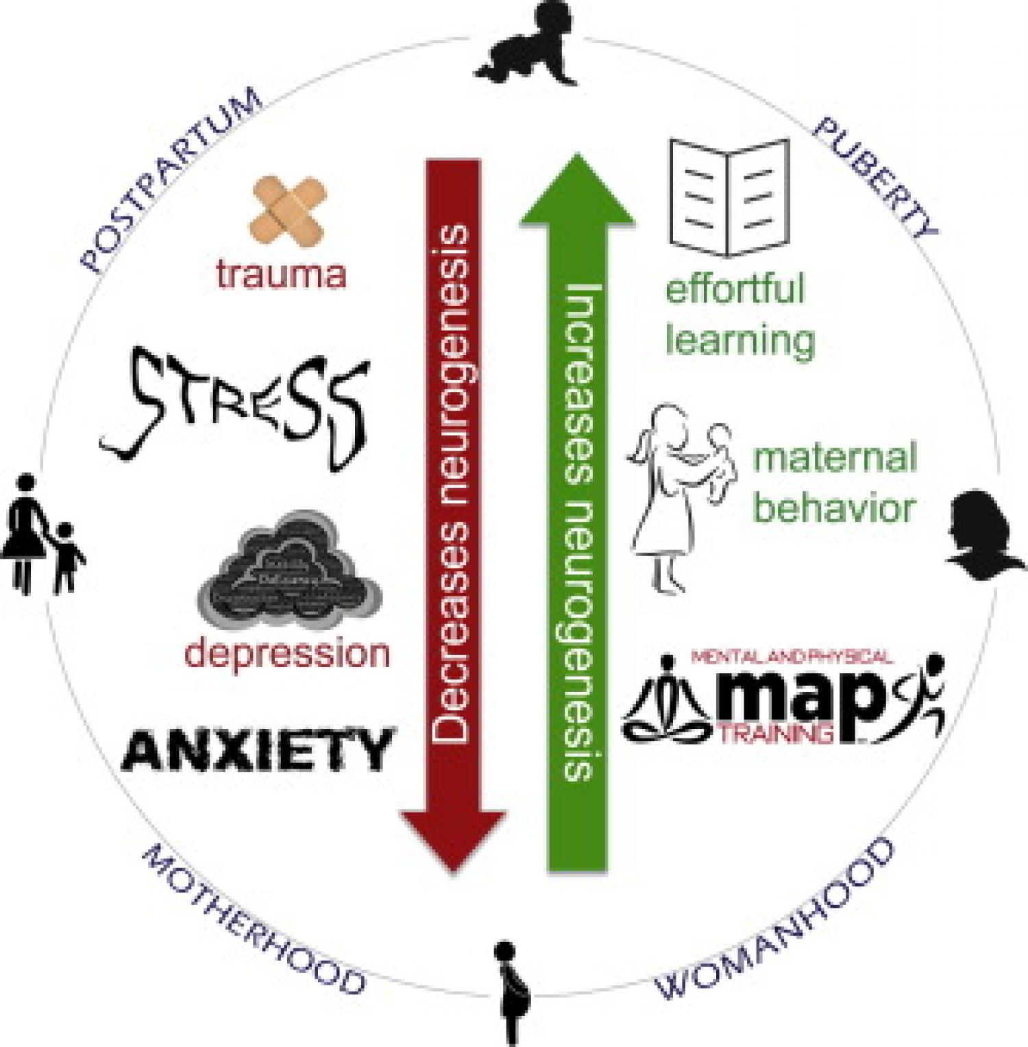 This is an extrapolated depiction of how various stimuli affect human neurogenesis in the hippocampus.
