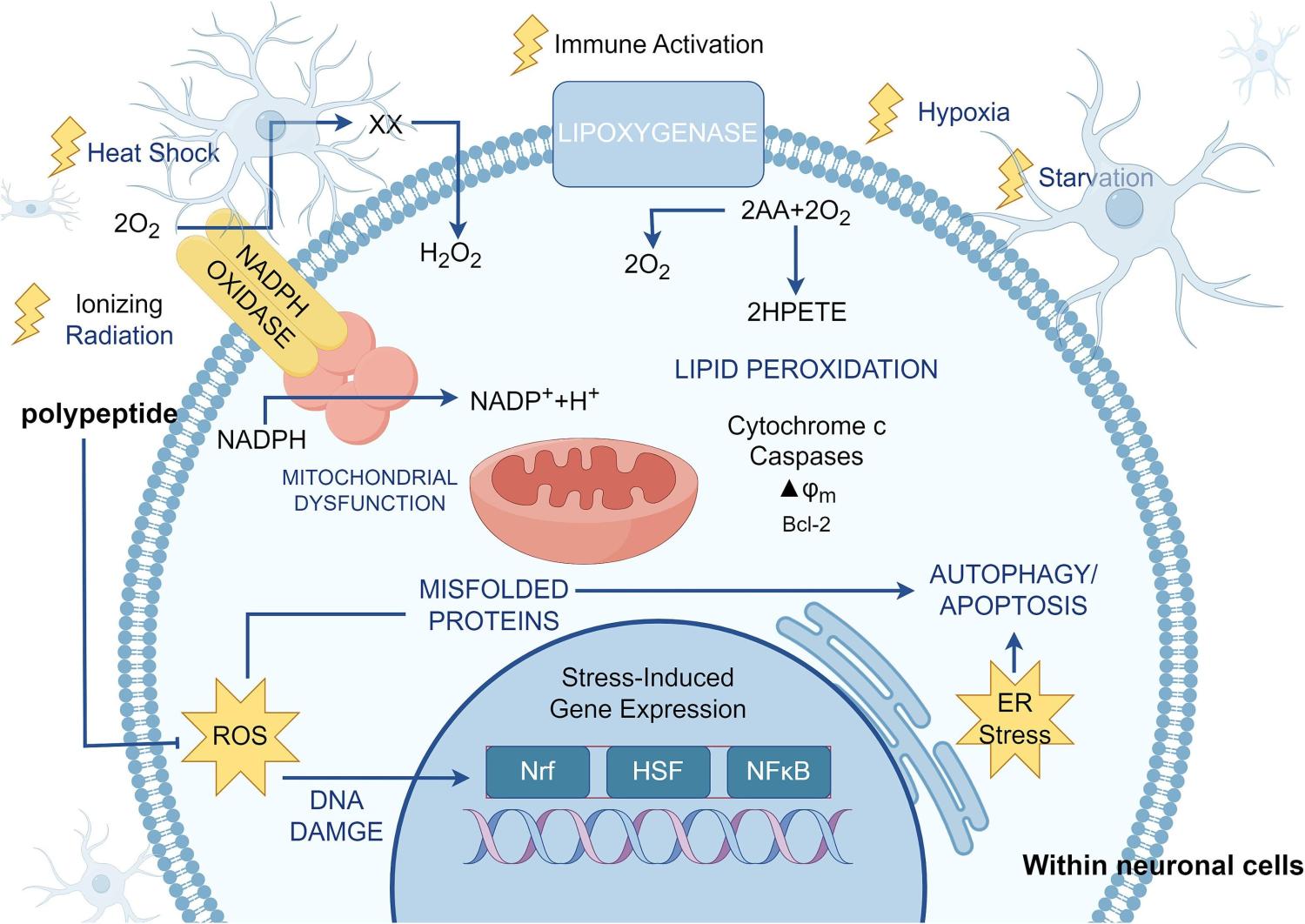 Fig. 2. Polypeptide inhibits neuronal damage through oxidative stress. Oxidative stress is caused by superoxide anion (O2−), hydrogen peroxide (H2O2) and hydroxyl radical (-OH). These ROS are highly active and can attack biological macromolecules such as