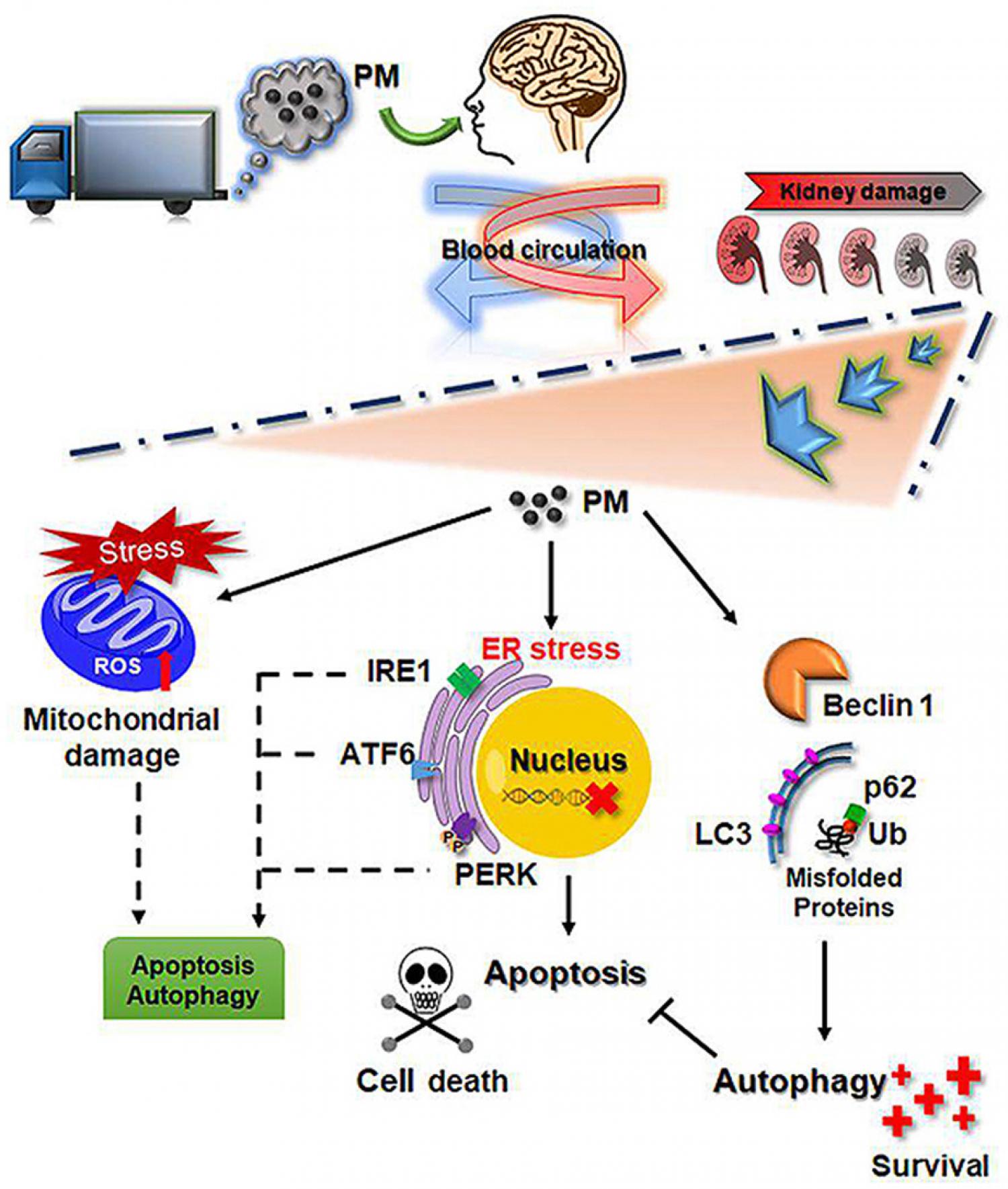 Graphical abstract of article