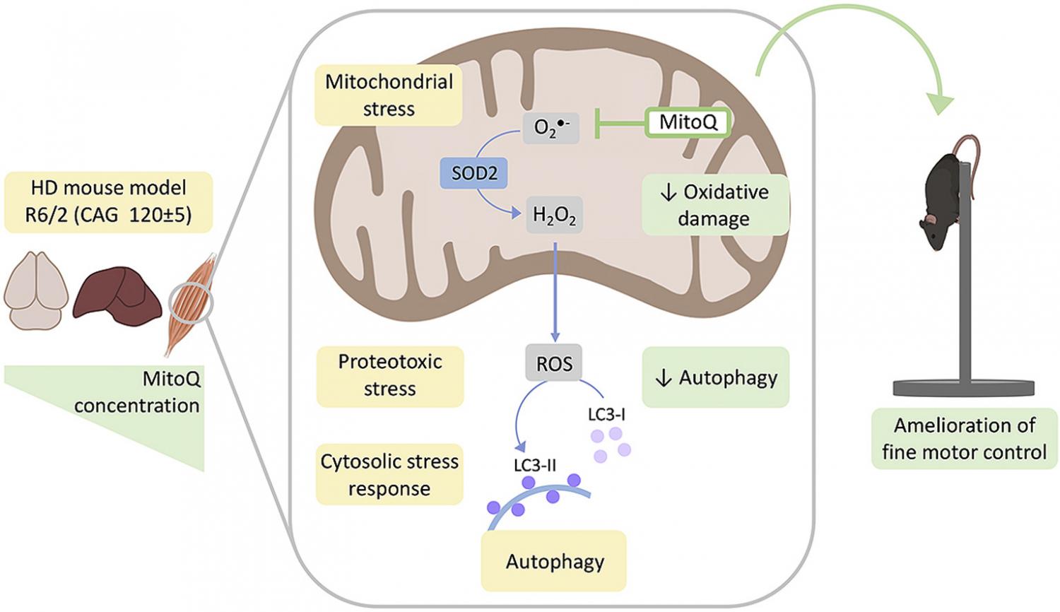 Graphical summary of the methods used