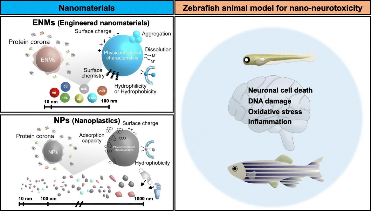 Graphical abstract