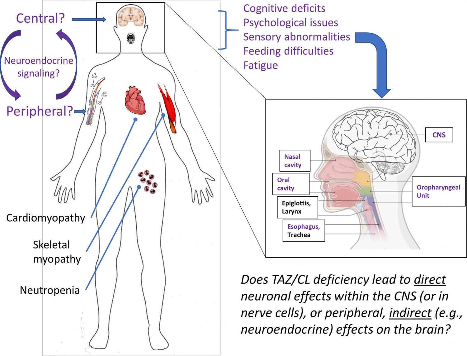 Central figure summarizing the neuropsychological phenotypes in Barth syndrome, along with an overarching research question; both direct and indirect impacts of mitochondrial dysfunction induced by cardiolipin deficiency are likely at play. Central figure summarizing the neuropsychological phenotypes in Barth syndrome, along with an overarching research question; both direct and indirect impacts of mitochondrial dysfunction induced by cardiolipin deficiency are likely at play.