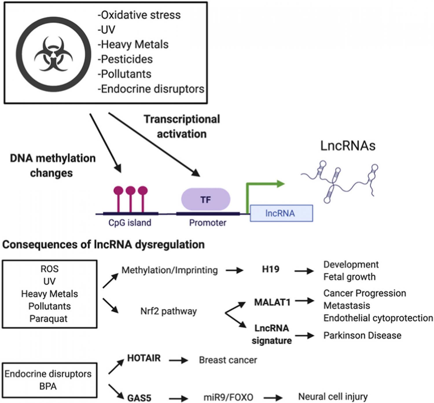 Graphical abstract of article Graphical abstract of article