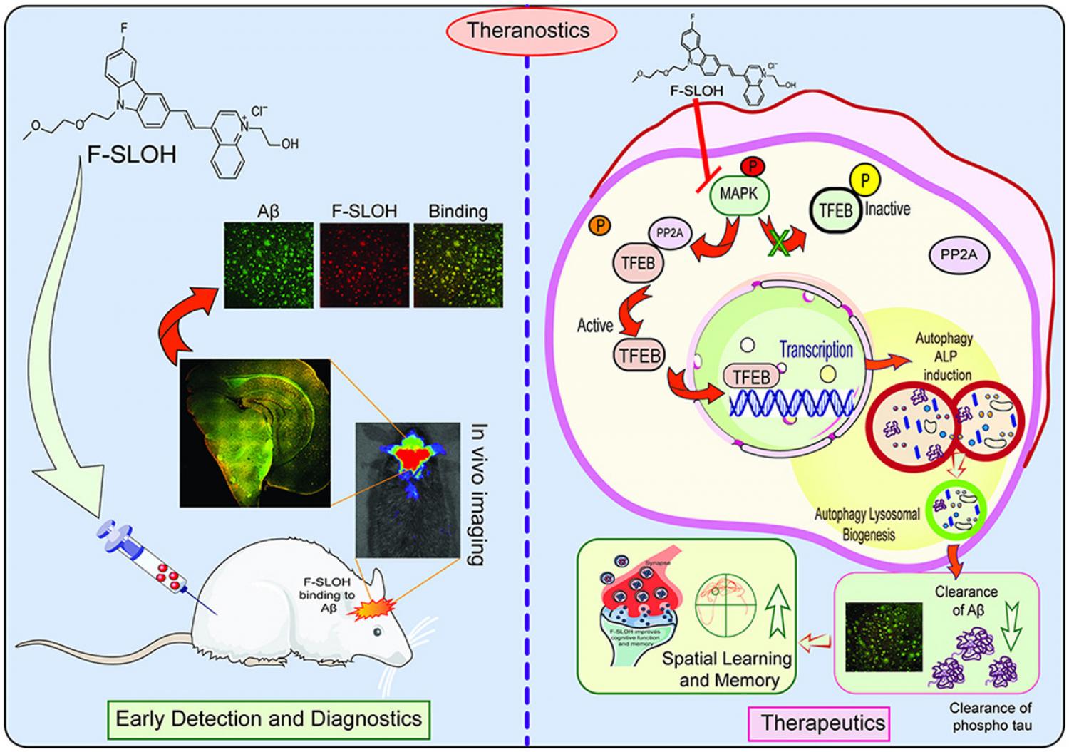 Graphical abstract