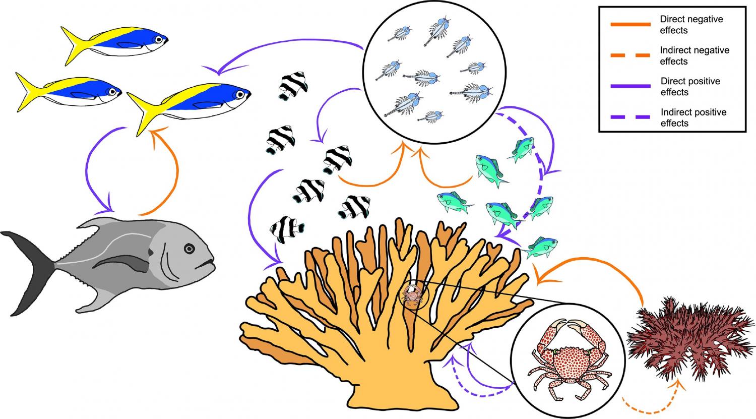 Conceptual diagram illustrating how benthic-pelagic coupling can be leveraged to advance multiple aspects of coral reef restoration.