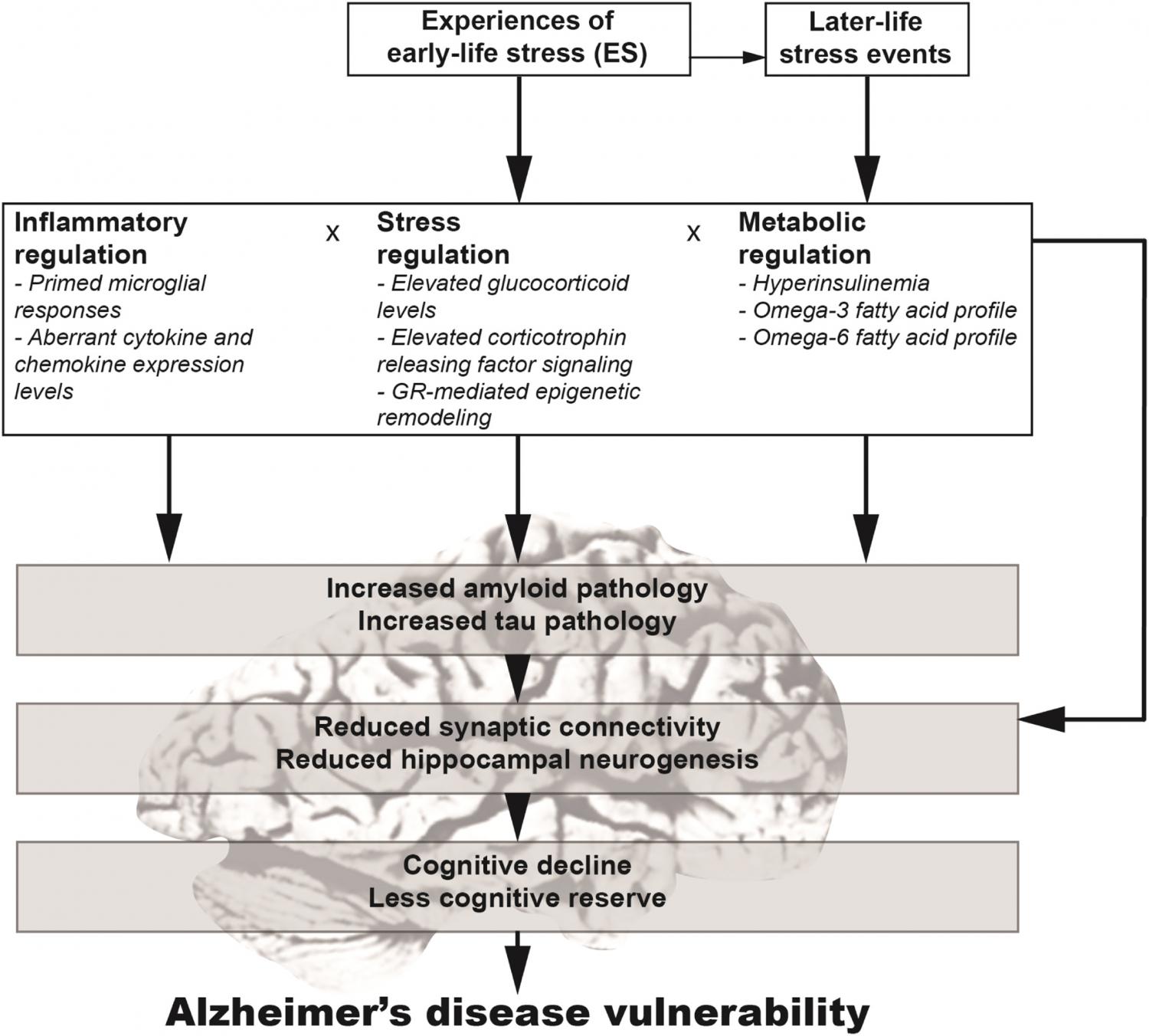 Proposed model of how exposure to early-life stress could modify Alzheimer's disease vulnerability.
