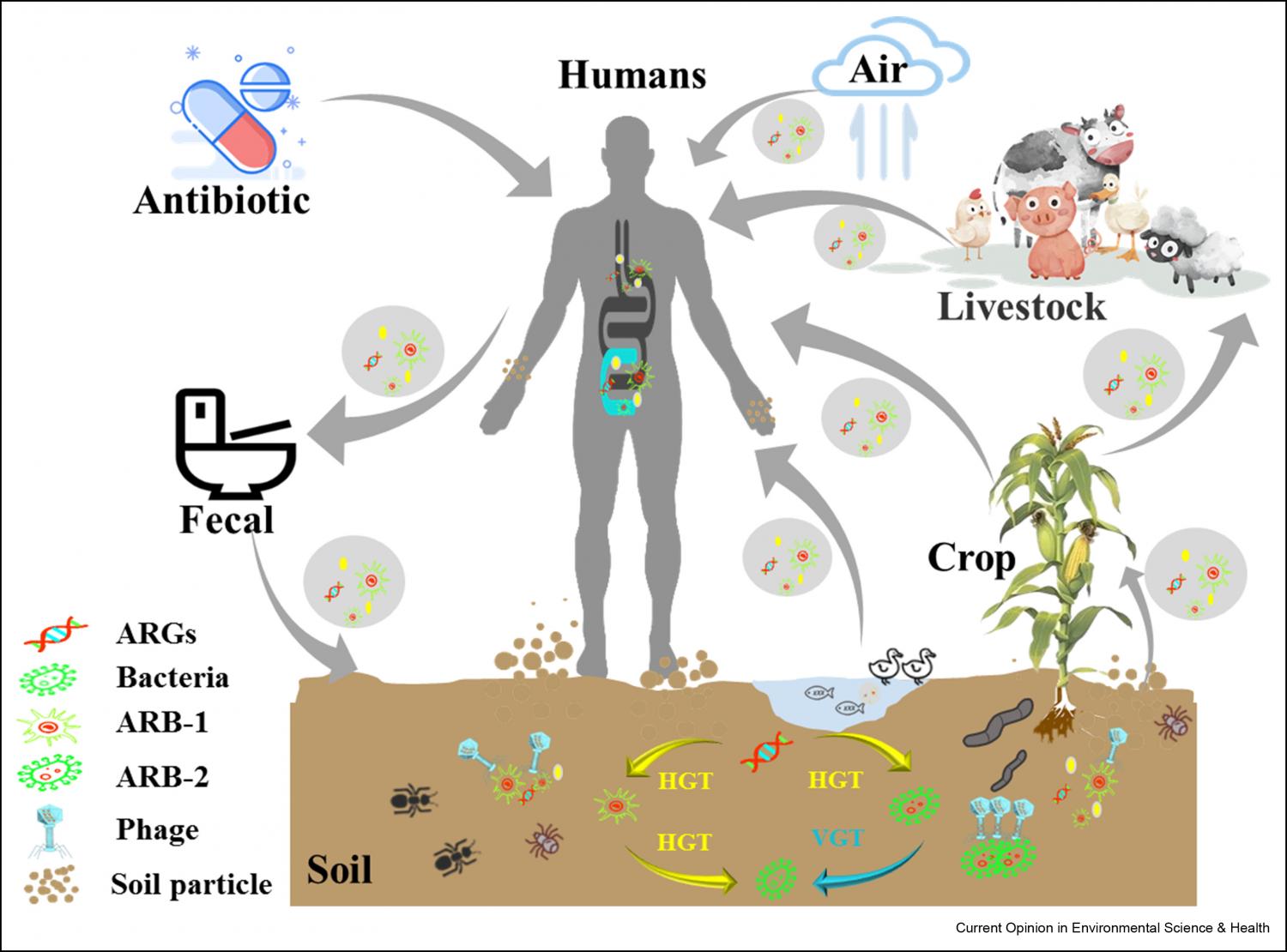Transmission of antibiotic resistance genes in the soil ecosystem.