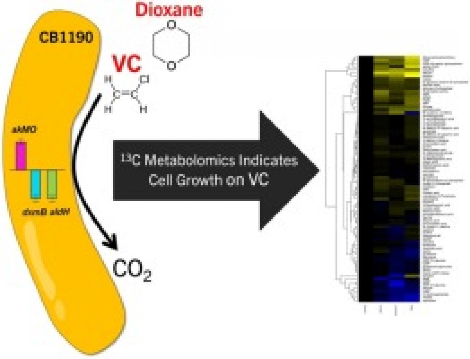 Graphical abstract