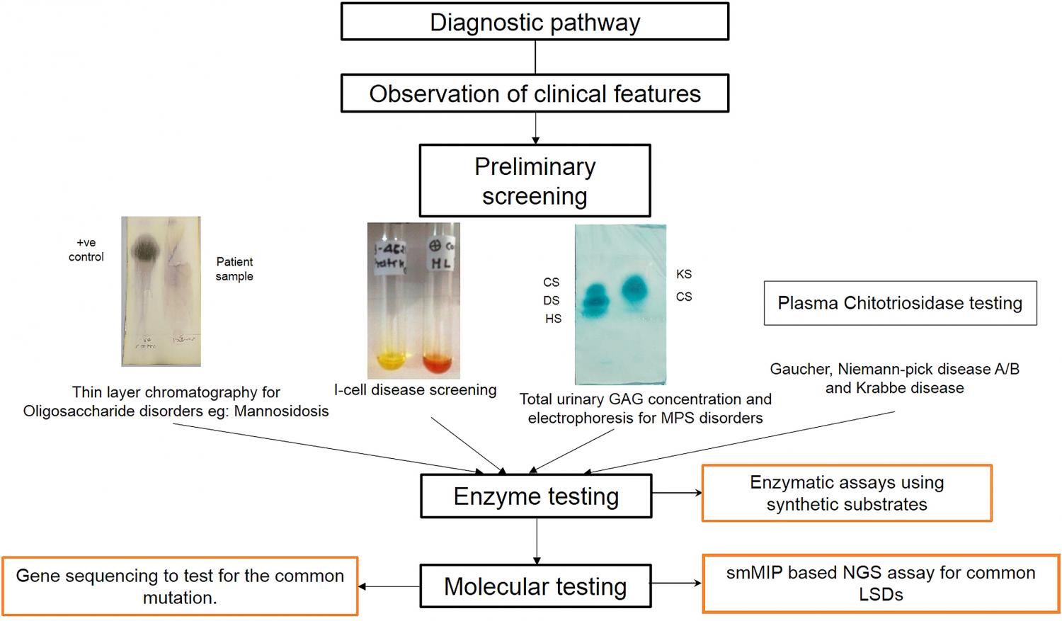 Diagnostic algorithm for LSDs Shows the pathway from Diagnostic pathway through Preliminary screening to Enzyme and Molecular Testing