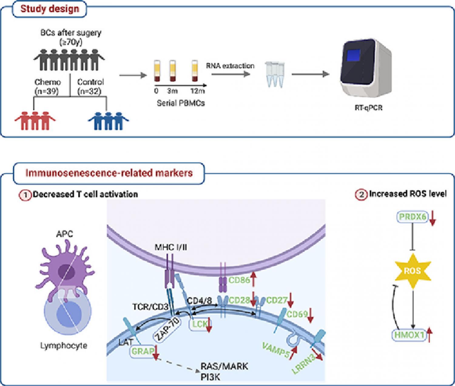 Graphical abstract