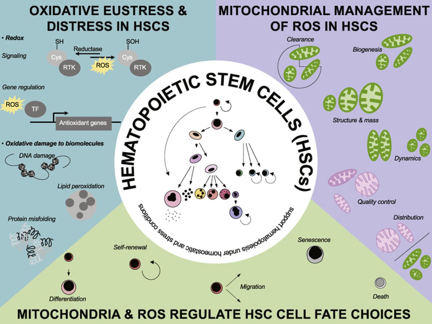 Graphical abstract