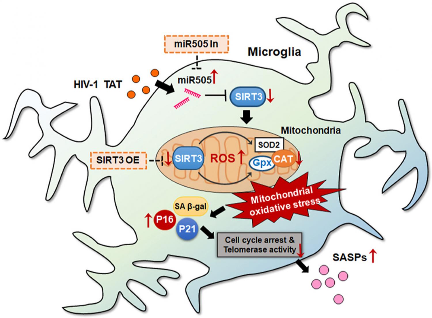 Graphical abstract