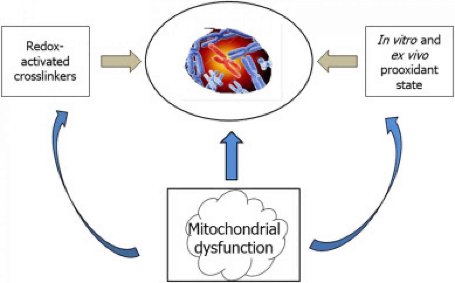 Chromosomal instability, as a hallmark of FA, is viewed as a multiple outcome of: a) crosslinker activity of redox-related xenobiotics and b) cellular and organismal prooxidant state.