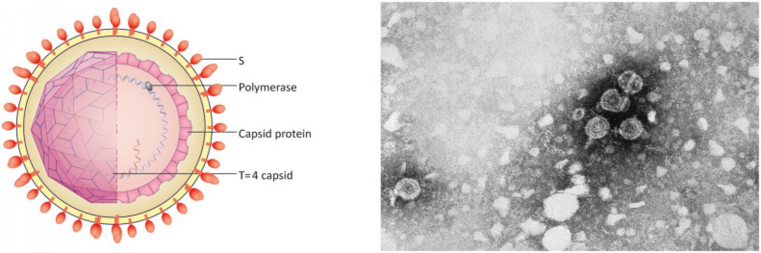 . Virus structure (left). The transmission electron microscopic image (right) shows hepatitis B virions. The large round virions are known as Dane particles.