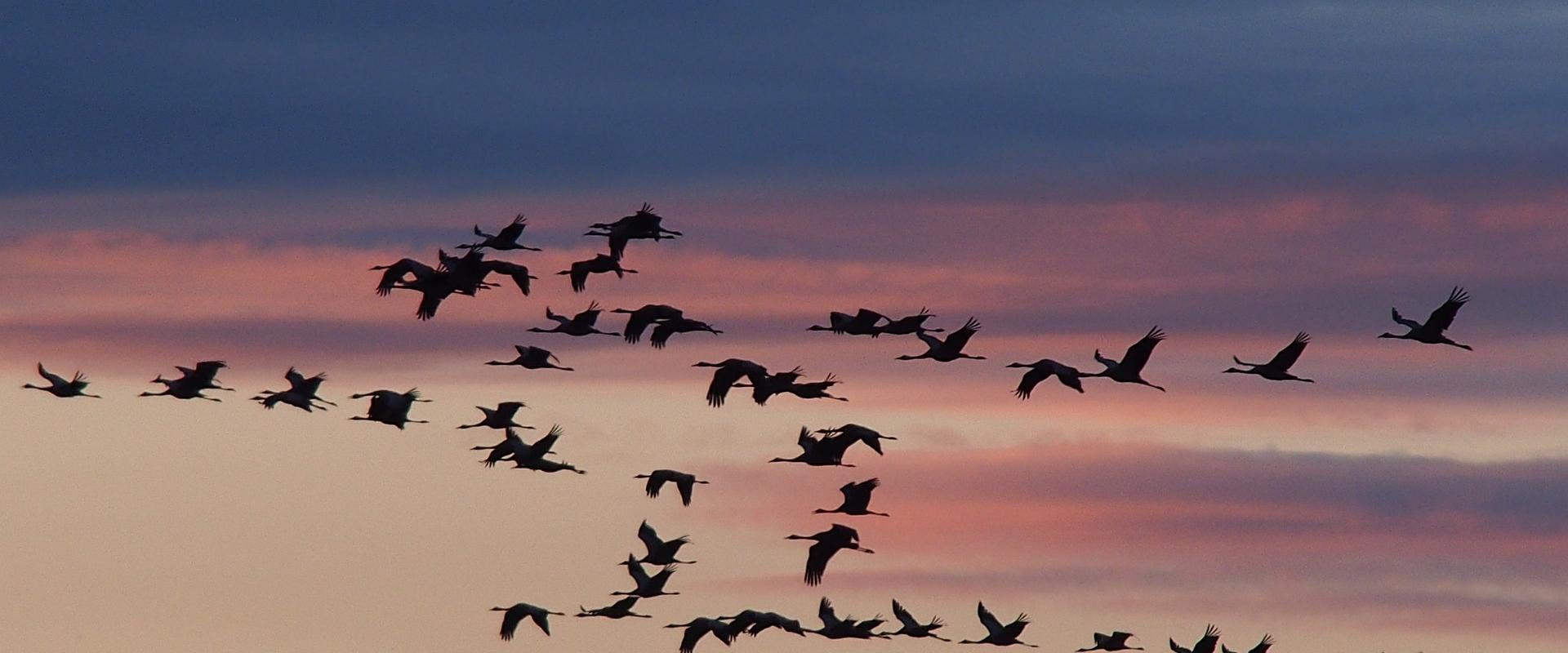 World Migratory Bird Day