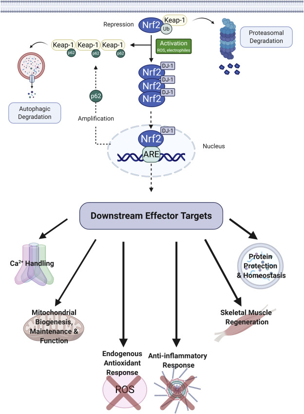 Nuclear erythroid 2-related factor 2 (Nrf2)/Kelch-like ECH-associated protein 1 (Keap1) signalling pathway and its downstream target effects.