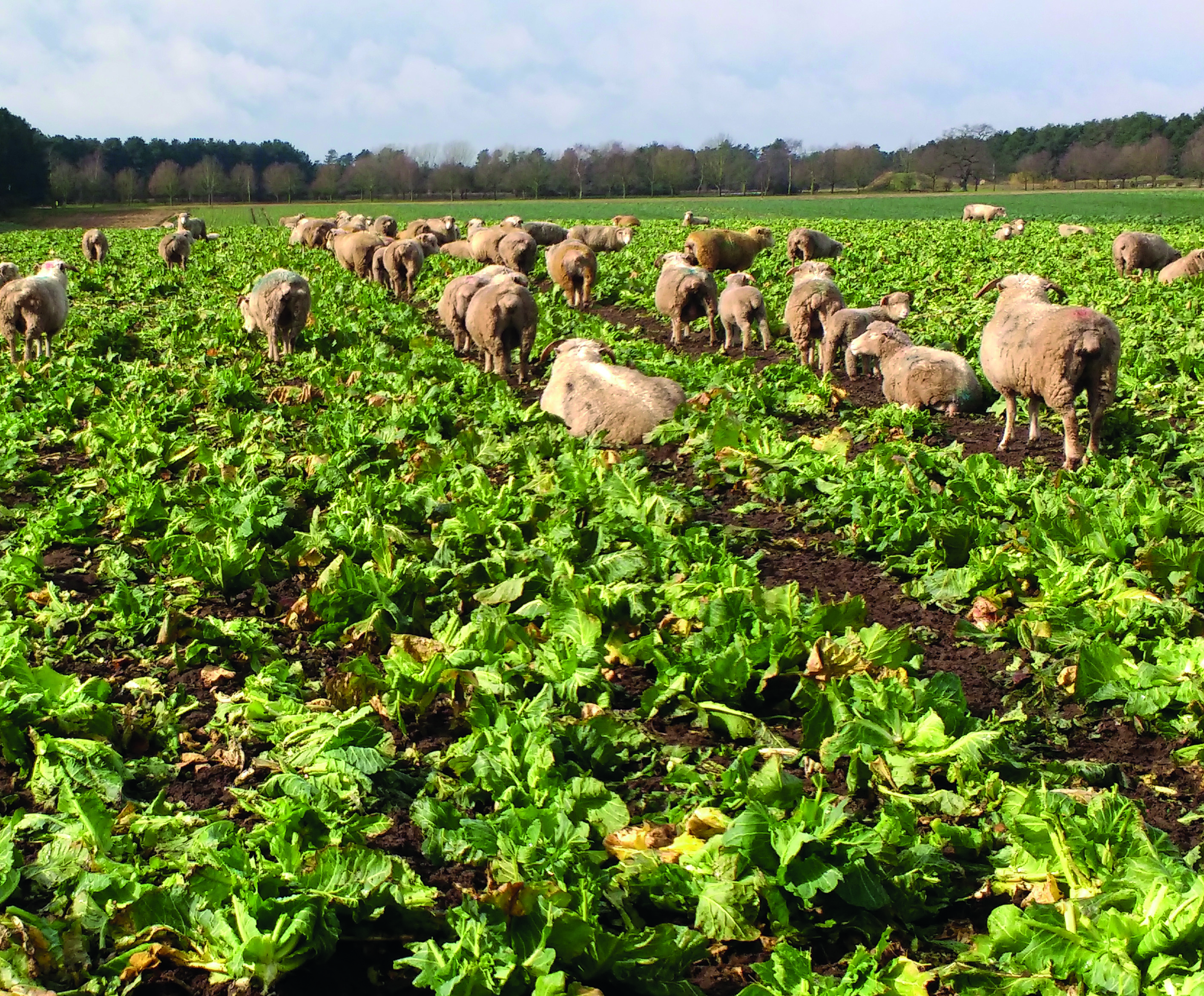 Green waste left over from vegetable harvesting provides feed for sheep and is then returned to the soil as manure